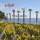 공곶이펜션 | 공곶이 수선화축제 주차장 쉬운코스 개화상태 소요시간 꿀팁 총정리 거제 3월 가볼만한곳