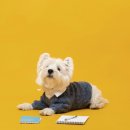 WITTY PUPPY 이미지