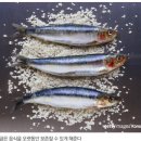 과학에세이 8 - 생명체의 소금과 인생의 소금 / 다은 양의 에세이를 생각하며 이미지