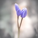 조경사무소루다 이미지