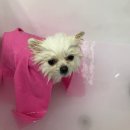 Just Grooming 이미지