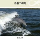 🌏🌊🐬🈯️ 돌고래는 바다의 진정한 지식인 입니다‼️ 이미지