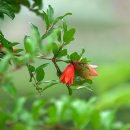 충신 유지걸 정려 이미지