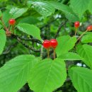 한라산둘레길 돌오름길 이미지