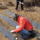 주말농장팀 기존 가족 활동 보고(3/19) 및 팀 임원 선출 이미지