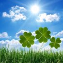 한잎클로버 이미지