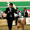CH KOR Best Golden`s Yoshida Boy (KEBIN) 이미지