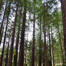 레드우드 이미지