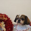 딜라잇독 이미지