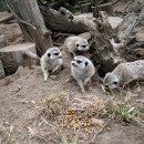 서부사슴농장 이미지