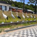 포천실버타운매점 | 철원 DMZ 두루미 평화타운 관광 후기