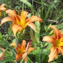 배내골산장 이미지