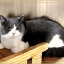 고양이 생활 호텔 이미지