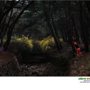 배동삼릉 이미지