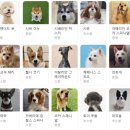 데일리독 이미지