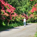 배롱나무길 이미지