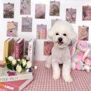 더 빛나개 이미지