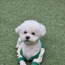 우정유치원 | [청주 애견유치원 바둑이연구소]강아지 유치원 스트레스? 원장이 솔직히 답해Dream.🙏