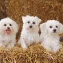 하얀강아지 이미지