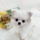 보라매동-20 이미지