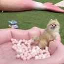 베이비댕 이미지