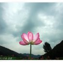 구지 Daum카페