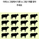 🐗다른 소 그림 1개 찾아주세요🐗 이미지