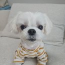 하나펫살롱 | 양산 사송애견미용 &#39;르네펫살롱&#39; 찐단골 후기