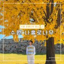 (주)노랑댕댕이 | 경기도 수원 은행나무 명소 나홀로나무 실시간 현황