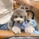 에드비붙임머리(add'B) 이미지