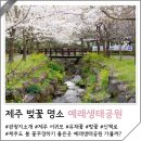 예래동 상예 2 (3통) | 제주도 봄 꽃구경 서귀포 가볼만한곳 예래생태공원 유채꽃 제주 벚꽃 명소