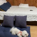 시드니펜션 이미지