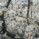[4월 3일(월) 양창욱의 클로징] 벚꽃이 아름다운 사찰들 이미지
