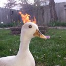 한밭수영장 이미지