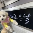 개조은날 이미지
