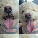 까까펫살롱 이미지