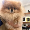 멍냥펫살롱 이미지