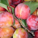 금화농장 이미지