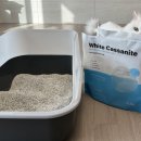 화이트카사 이미지