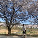 신양 벚꽃길 이미지