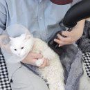 고양이 미용실 방울선생 이미지
