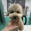 멍블리 펫살롱 이미지