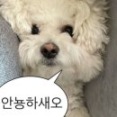 짱포차 네이버블로그
