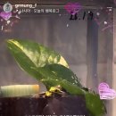 그루멍 프렌즈 이미지