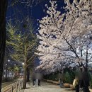 도사곡리 밤나무쉼터 옆 간이화장실 | 석촌호수보다 쾌적하다고? 여의도 윤중로 벚꽃축제 솔직 후기(쉼터, 푸드트럭, 화장실 정보)