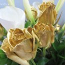 둔산중로-51 이미지