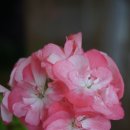 숲속향기 이미지