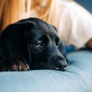 도그애견 이미지