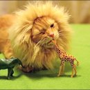 이건사자 이미지