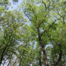 신록1로 이미지